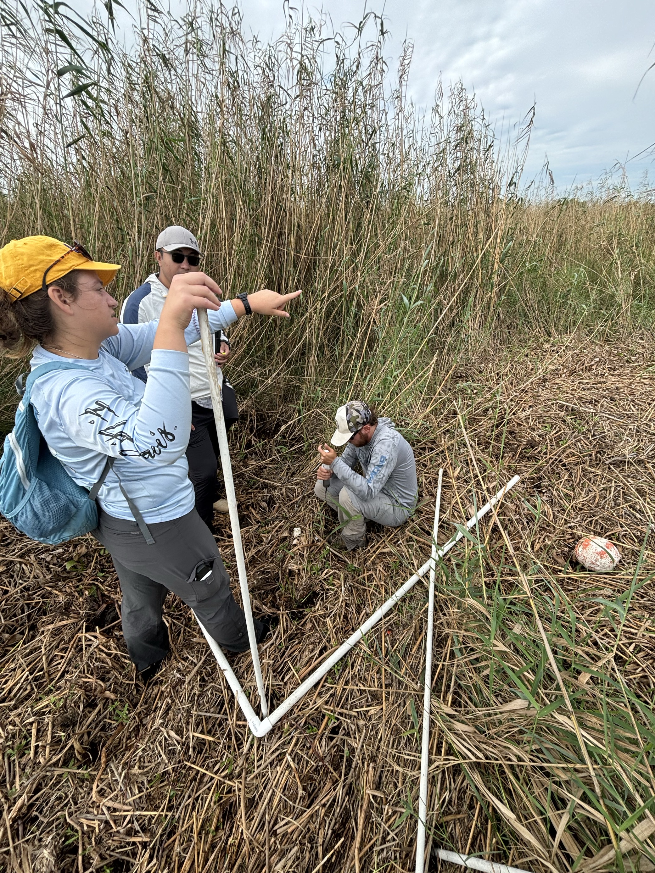 Does the Propagation of Roseau Cane Influence Available Fish Habitat in Restored Louisiana Marshes?  